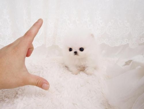 Female Pomeranian (***) ***-***9