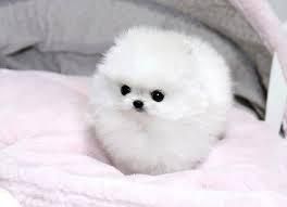 Adorable Pomeranian Puppies***