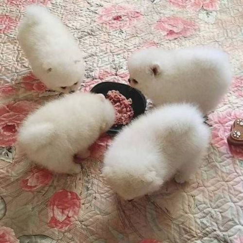 Pomeranian Puppies for sale in Exhibition Rd, South Kensington, London SW7 2DD, UK. price: 380 GBP