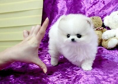 Adorable Princess, Ice White Pomeranian Available!
