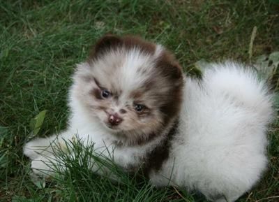 Pomeranian Puppy for Adoption