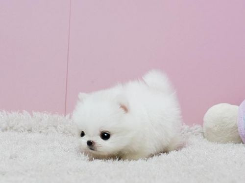 Stunning Pomeranian Puppies for sale!!