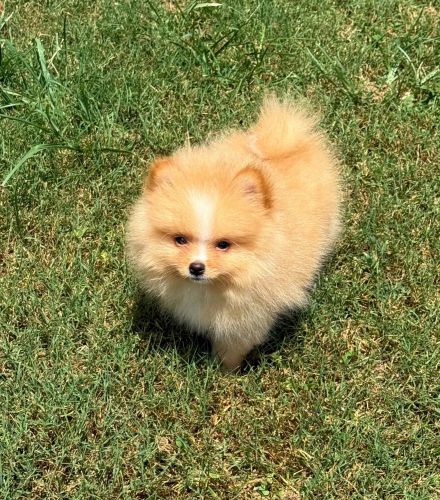 CKC Pomeranian DUTCH