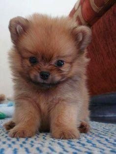Adorable Pedigree Pomeranian Puppies Ready