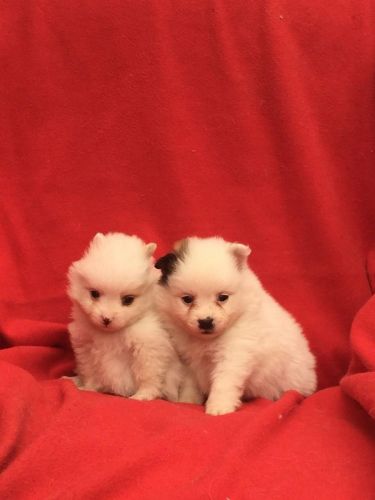pomeranian puppies