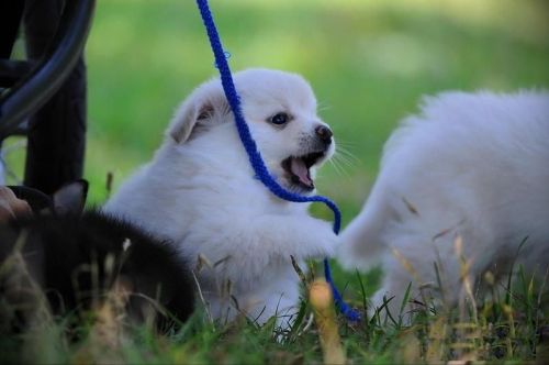 Good Looking Pomeranian For You