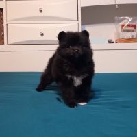 Black Teddy Bear Pomeranian Puppy Male