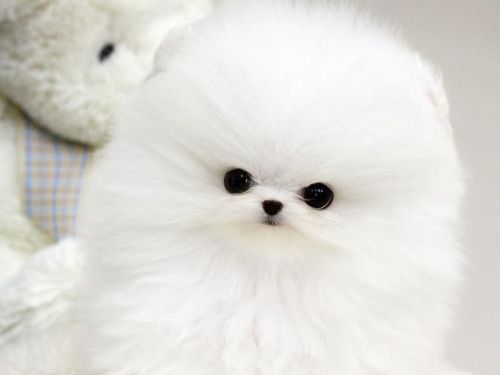 Best White Home Trained Pomeranian Puppy