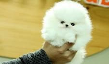 Outstanding Pomeranian Pups.(***) ***-***2