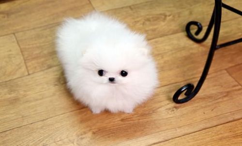 Pomeranian Puppies ****(***) ***-***2
