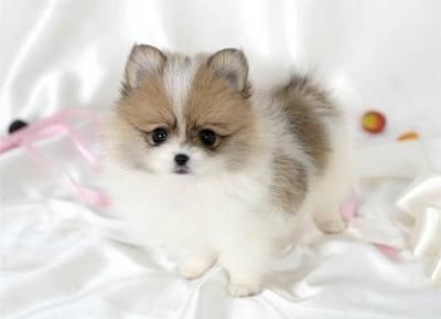 Very Sweet Little Male Pomeranian Puppy