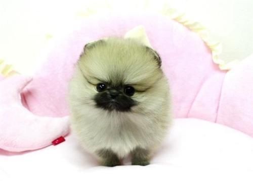 Akc Pomeranian Puppies Ready
