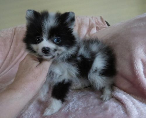 Pomeranian puppies, exotic colors