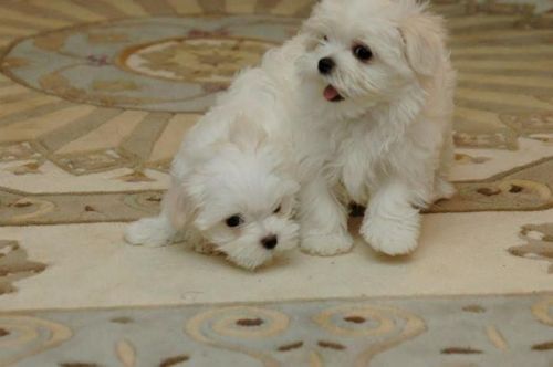 Cute Pomeranian puppies