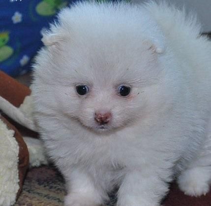 cute pomeranian pups