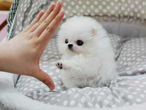 Teacup Pomeranian Puppies (***) ***-***5