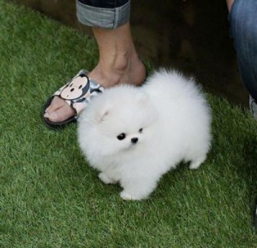 Akc Pomeranian Pupps For Sale