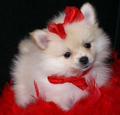 Beautiful Pomeranian puppies