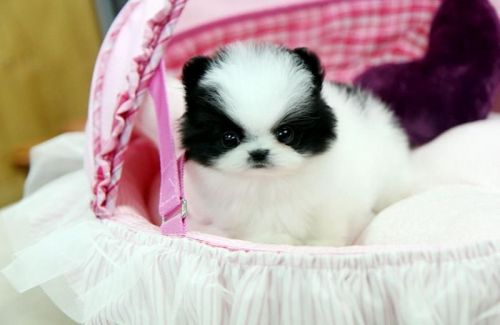 Pomeranian Puppies..call(***) ***-***2