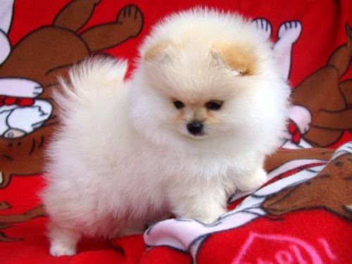 teacup pomeranian puppies