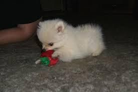 cute little Pomeranian puppies now available