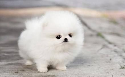Adorable Pedigree Pomeranian Puppies Ready
