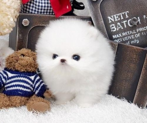 Stunning Teacup Pomeranian Puppies