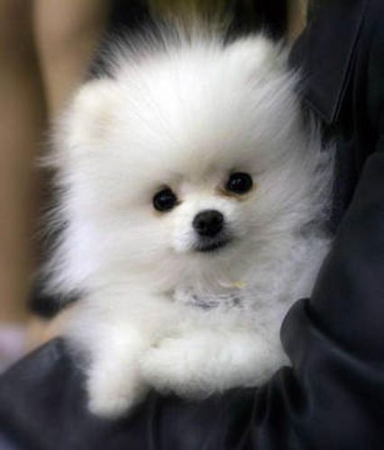 Gorgeous and Adorable Pomeranian Puppies