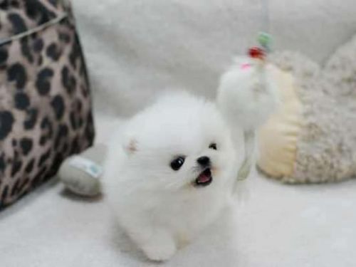 Sweet Pomeranian Puppies ready