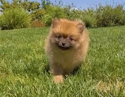 Gogeous Pom Boys Tex (***) *** ***5