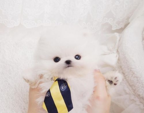 Home Trained Pomeranian Puppies