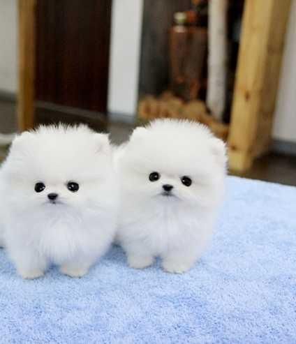 Two Awesome T-cup Pomeranian Puppies