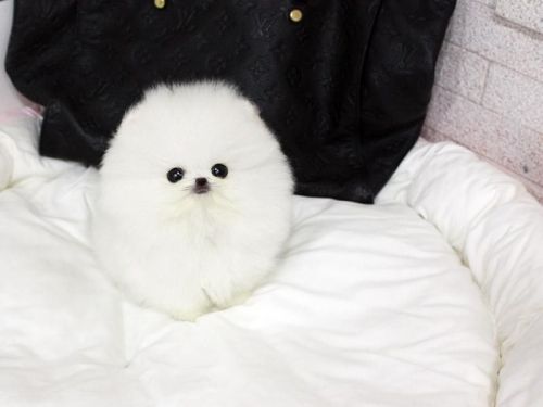 Cute White Micro Tcup Pom Ready. (***) ***-***3