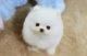 Pomeranian Pups