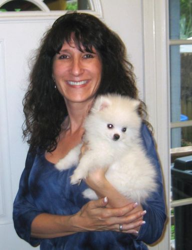 Adorable Pedigree Pomeranian Puppies