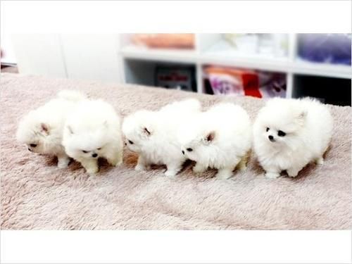 T-cup Pomeranian Puppies ***