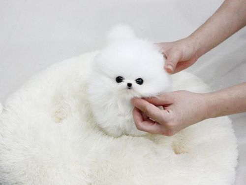 Cute Top Quality Toy Teacup Pom Pups- ***