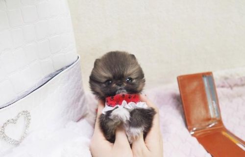 Cute And Adorables Pomeranians ***