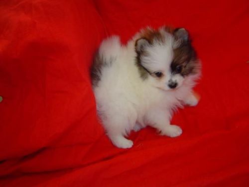Beautiful Teacup Pomeranian Puppies
