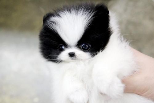 Tiny Teacup Pomeranian Puppies For Adoption