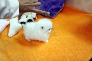 Top Quality Registered Pomeranian