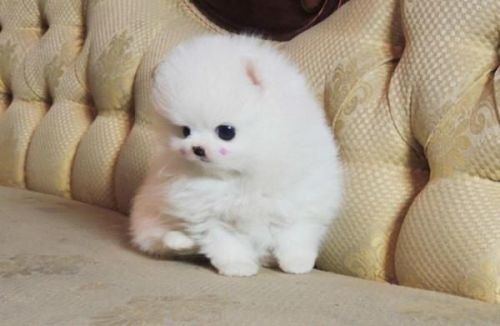 Pedigrees Pomeranians Pups