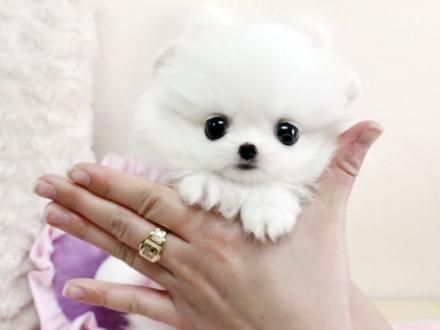 Beautiful Purebred Teacup Pomeranian Puppies