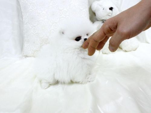 Available Beautiful Pom puppies ready to go