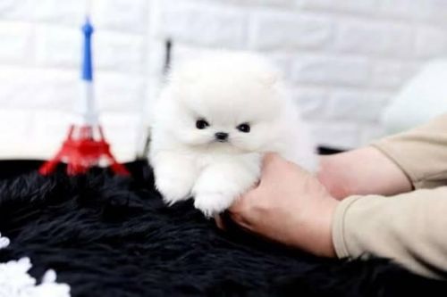 Available Pomeranian ***