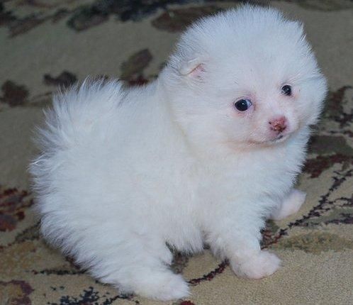 Adorable pomeranians puppies for adoption