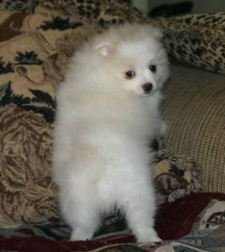 Purebred Pomeranian Puppies available