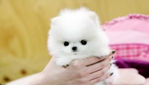 Teacup Pomeranian Puppies Text (***) ***-***1