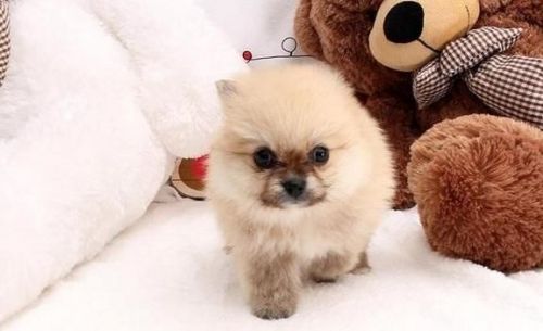 pomeranian