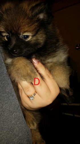 Pure bred pom puppies